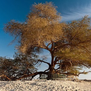 بالصور : شجرة أسطورية زرعت في صحراء البحرين عام 1583 و ما زالت صامدة وحدها رغم الجفاف