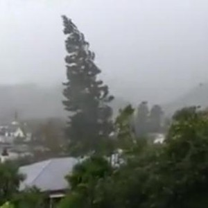 الرياح العاتية تقتلع الأشجار من أرضها في نيو زيلندا