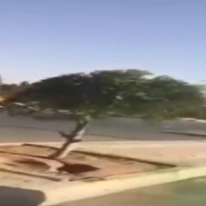 سعودي يكشف خدعة الأشجار الخضراء بمنطقة الجوف.. والأمانة توضح 