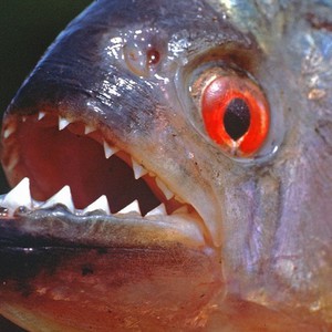 شاهد ماذا يحدث عند رمي قطعة من اللحم لأسماك "البيرنا" الجائعة