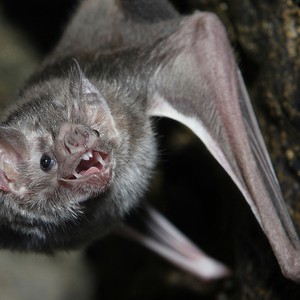 رحالة سُعوديون يقتحمون وكراً للخفافيش في جبال طويق