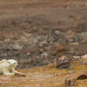 شاهد لحظات احتضار دب قطبي بسبب الاحتباس الحراري
