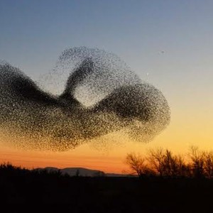 بالفيديو: شاهد اجمل التشكيلات لاسراب طيور الزرزور