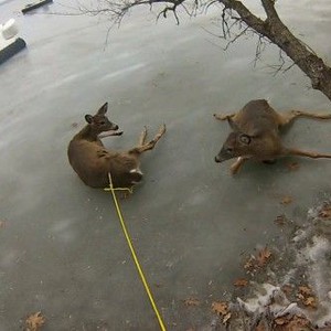 بالفيديو: شاب أمريكي يُنقذ غزالين عالقين وسط المياه المُتجمدة 