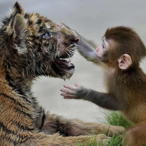 ثلاث دقائق من الضحك المتواصل مع قرد يعشق إستفزاز النمور!