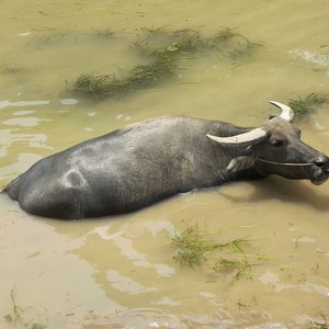  بالفيديو: جاموس يرفض محاولات انقاذه من بئر سقط به