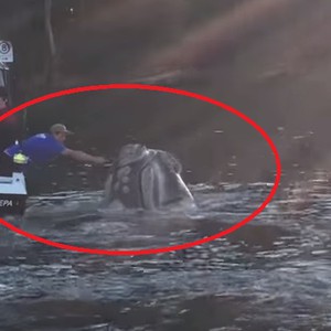بالفيديو: حوت يطلب المساعدة من صيادين في أستراليا