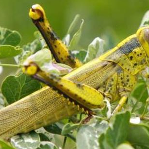 بالفيديو : أسراب الجراد تهاجم اليمن و تحذيرات من وقوع كارثة غذائية 