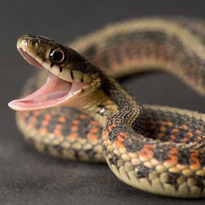 العثور على أفعى "شفافة" يُمكن مشاهدة أعضائها الداخلية 