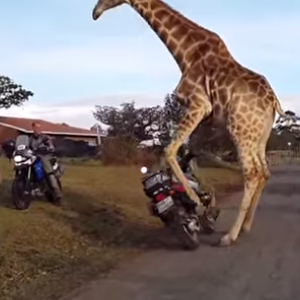 بالفيديو: زرافة تحاول ركوب دراجة نارية.. فهل تنجح؟