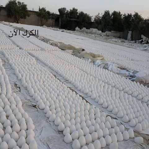 صبري عبدالمهدي 