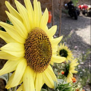 ‏؃﴿مَـزـآإج﴾؂