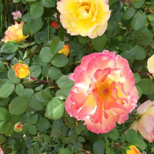 حاكم العريف