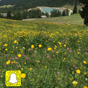 السائح العربي