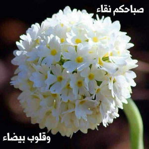 أبوعبدالله 