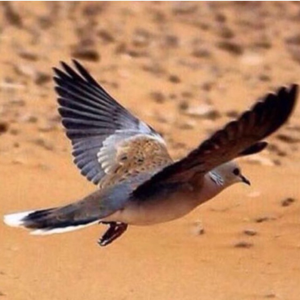 انس   الويباري