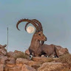 Fahad