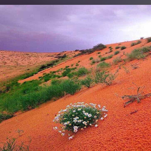 أمير الأطلال