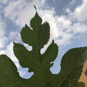 الجُورِي 🍃