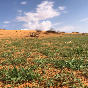 ‏عبد العزيز