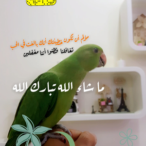 فؤاد الحگيم ™️