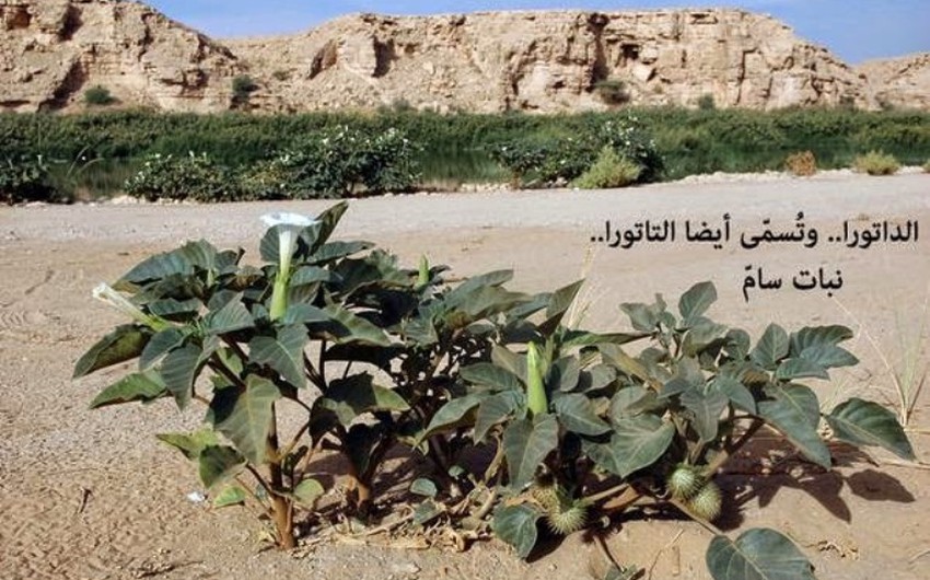 الداتورا:  ينتشر في الأودية والشعاب القريبة من المزارع في الرياض 