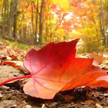 Why do tree leaves fall in the fall?