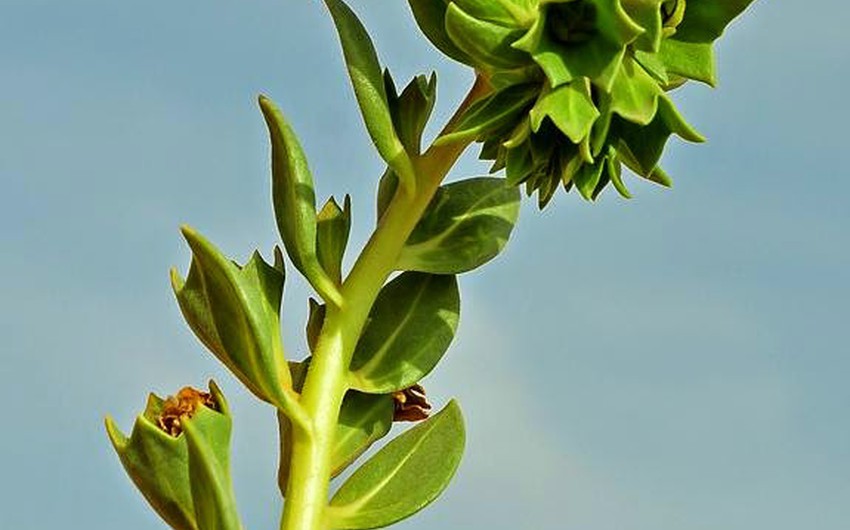 ويطلق السيكران على مجموعة من النباتات التي تتشابه بالشكل وتختلف في لون الزهر.