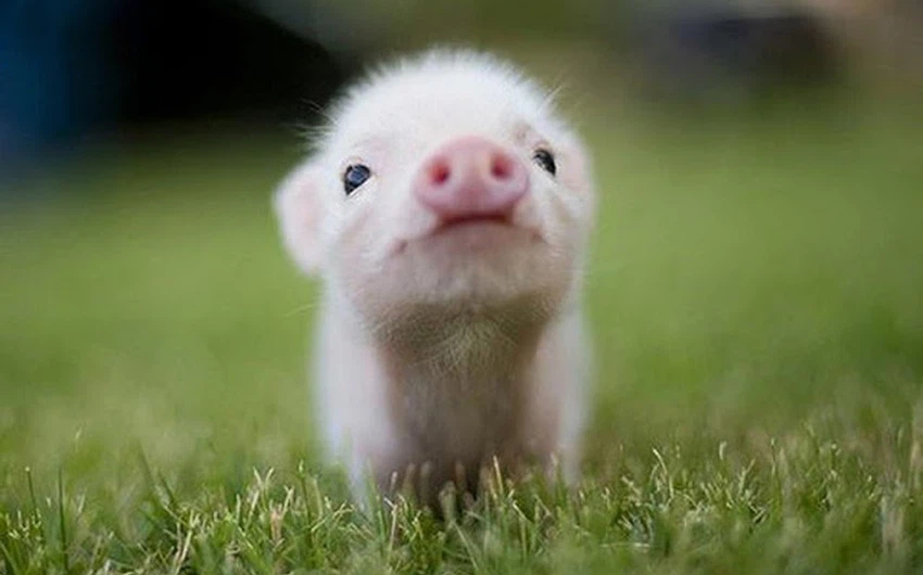 صغير الخنزير 
