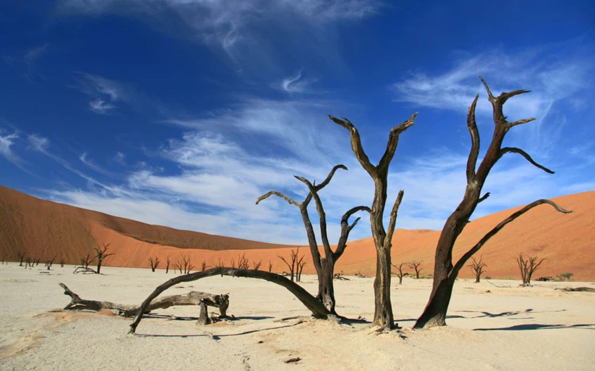 أقدم شجرة ميتة في صحراء ديدفلي