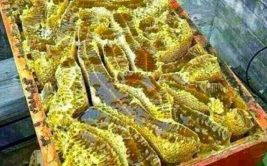 بالصور : اكتشاف أنهار من العسل في جبل باليمن
