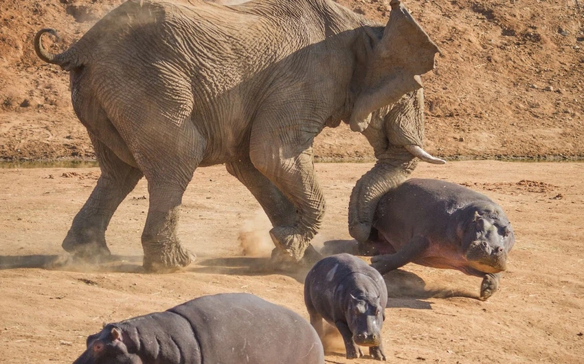 بالصور : أم فرس النهر تستميت في الدفاع عن صغارها ضد فيل هائج !