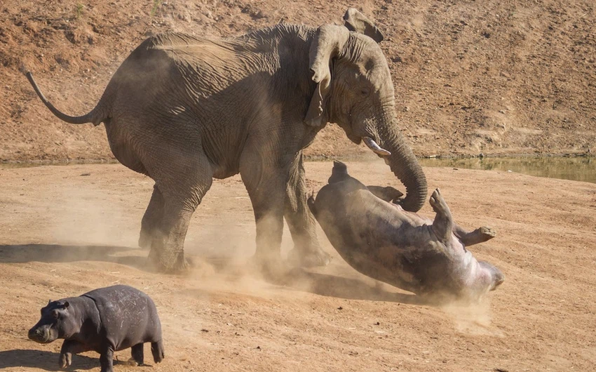 بالصور : أم فرس النهر تستميت في الدفاع عن صغارها ضد فيل هائج !