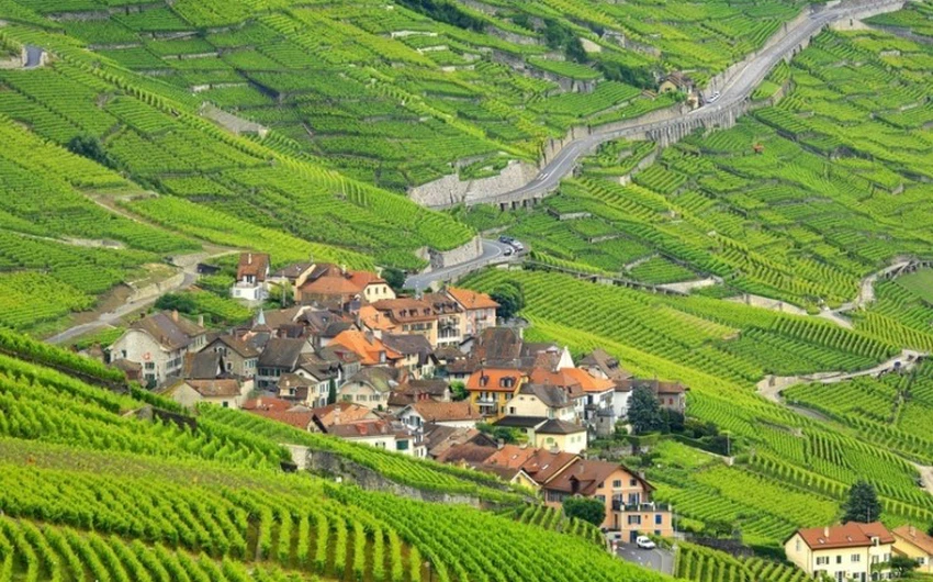 Charming vineyards in Lofou, Switzerland