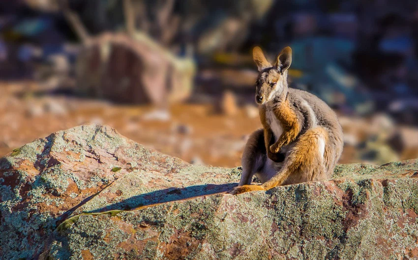 24 صورة لروائع السياحة في استراليا