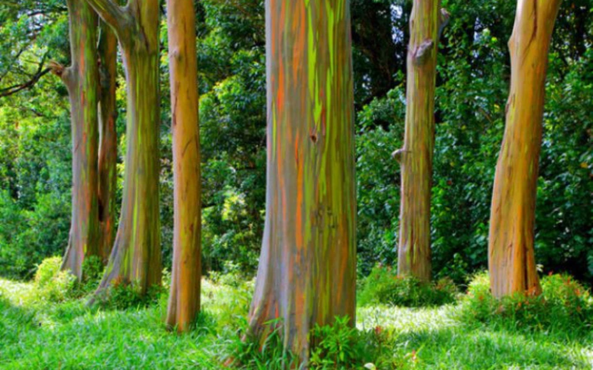 بالصور : هل سمعت من قبل عن هذه الشجرة الملونة ؟