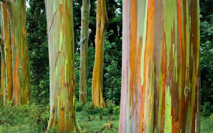 بالصور : هل سمعت من قبل عن هذه الشجرة الملونة ؟