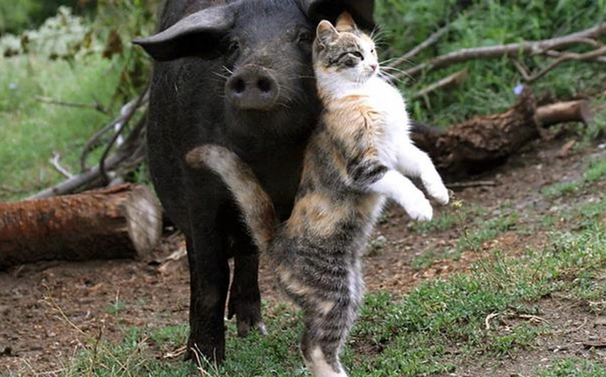 بالصور: أغرب الصداقات بين الحيوانات
