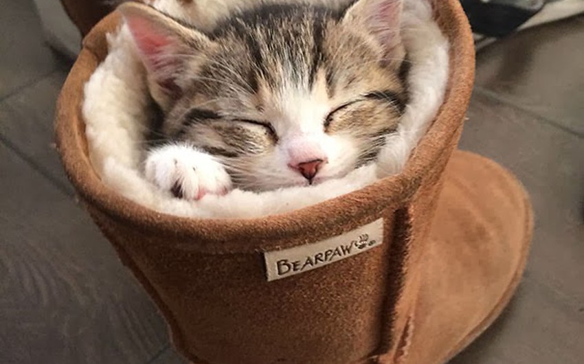 20 صورة ت ثبت بأن القطط قادرة على النوم