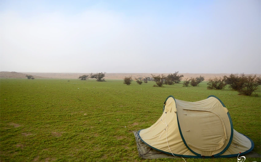 بالصور : رحلة استكشافية لواحة خضراء ظهرت وسط صحراء القصيم بعد الأمطار