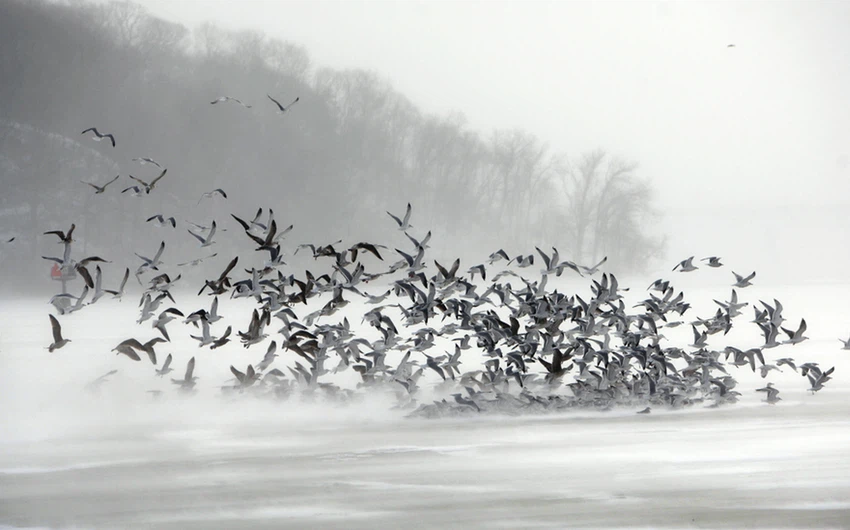 عشرات الطيور تحاول الهبوط على الماء لتتفاجأ بأن مصدر طعامها قد تجمد
