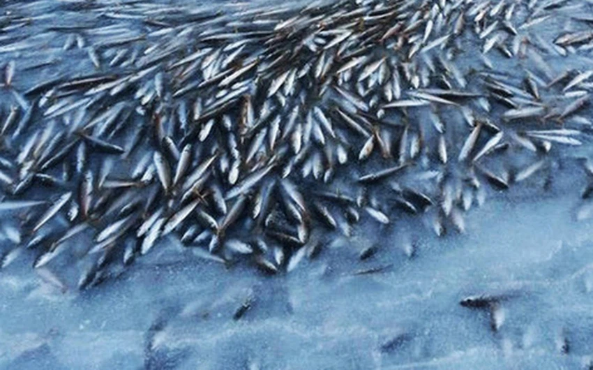 وفاة فورية لآلاف الأسماك بالنرويج بعد أن تجمّدت المياه فجأة