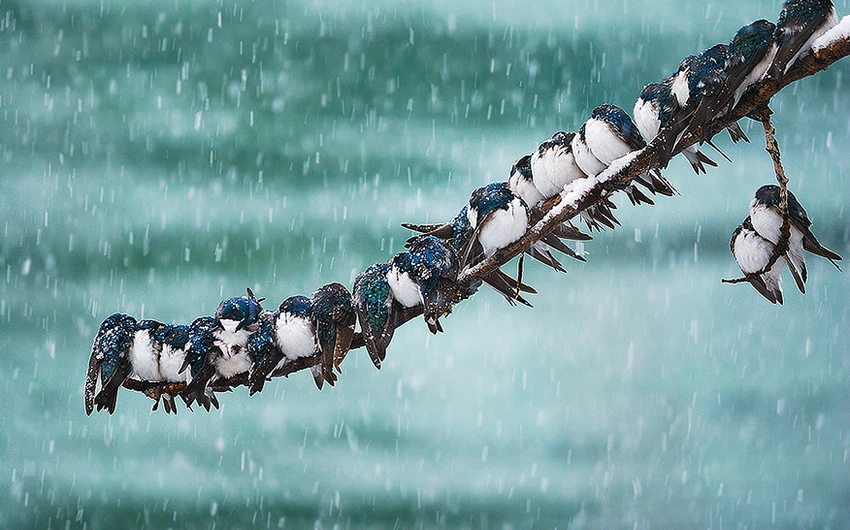 مجموعة من الطيور تُحاول تدفئة بعضها - تصوير كيث ويليامز