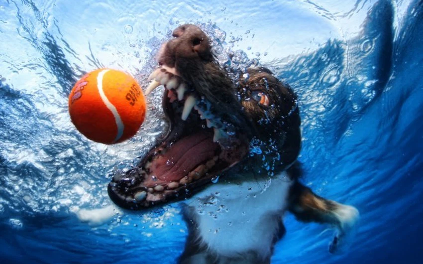 تصوير الكلاب تحت الماء يدر دخلاً كبيراً على أحد المصورين في أمريكا