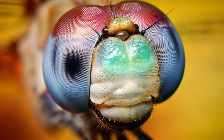 قام المصور بالتقاط المشاهد من عالم الحشرات الخاص دون أي تدخُل و تعديل