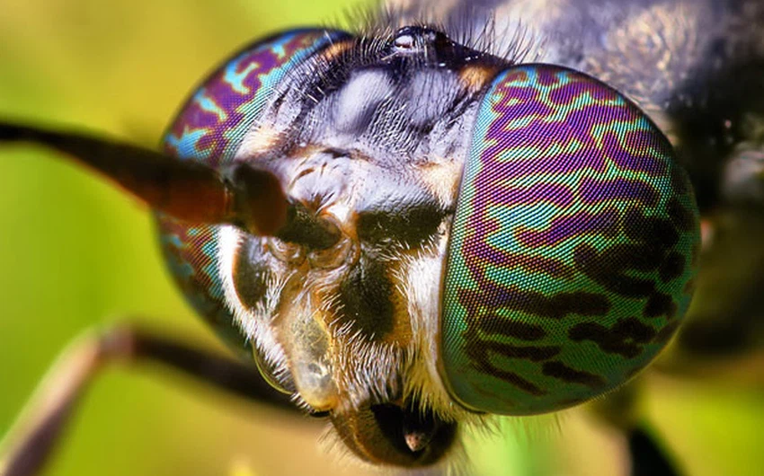 المصور توماس مفتون بجمال عيون الحشرات منذ أن كان في المدرسة
