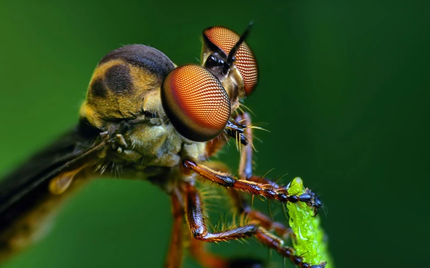 الصور المُلتقطة هي لحشرات كثيرة و متنوعة