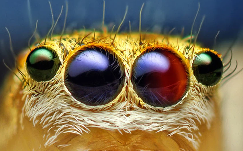 عيون أنثى العنكبوت القفّاز