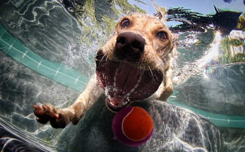 بالصور : مشاهد غطس الكلاب تحت الماء تحول مصوراً من الفقر إلى الثراء