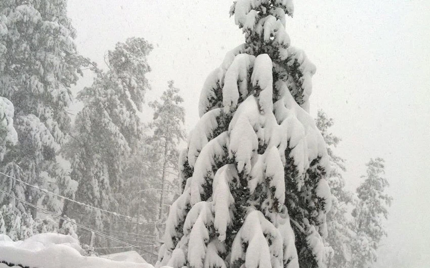 أشجار مطمورة تحت سنتيمترات ثقيلة من الثلج